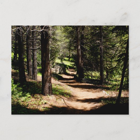 Dans la carte postale de pins - augmentant près du (Devant)