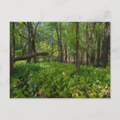 dans la forêt à fort snelling state park carte pos (Devant)