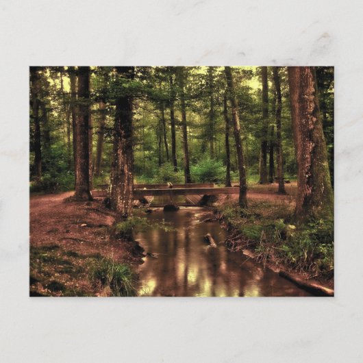 Dans la forêt carte postale (Devant)