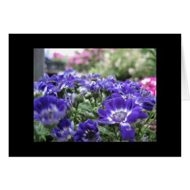 Dans la violette… (Devant Horizontal)