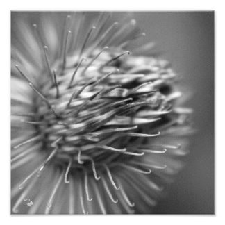 dans le cas d'un appareil de photographie premium 