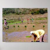 Dans Le Champ De Riz - Ilocos, Philippines Poster (Devant)