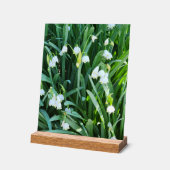 Dans le jardin... (Angle)