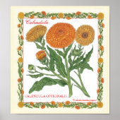 Dans Le Jardin ~ Affiche Calendula (Devant)