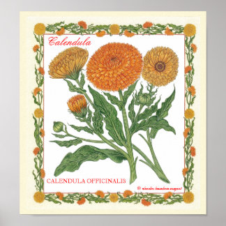 Dans Le Jardin ~ Affiche Calendula
