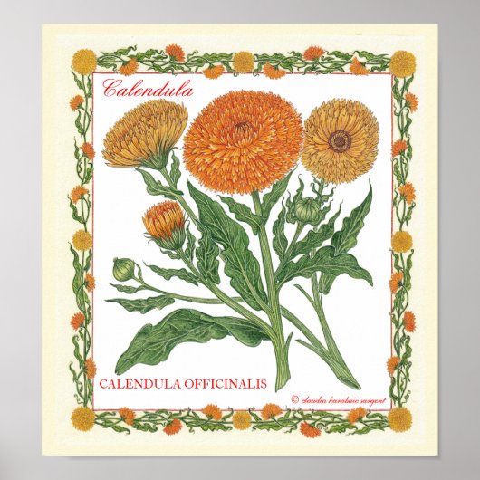 Dans Le Jardin ~ Affiche Calendula (Devant)