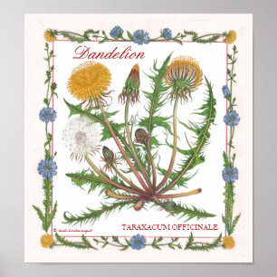 Dans le jardin ~ Poster Dandelion