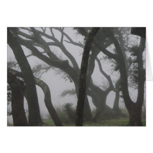 Dans un brouillard