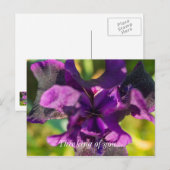 Dans Un Iris Penser À Votre Carte Postale (Devant / Derrière)