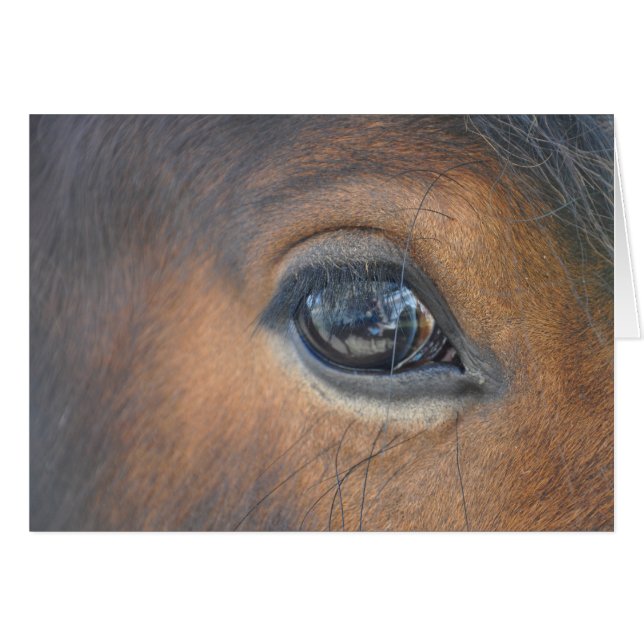 dans un oeil de chevaux (Devant horizontal)