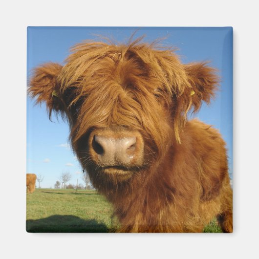 Dans votre aimant de vache faciale (Devant)