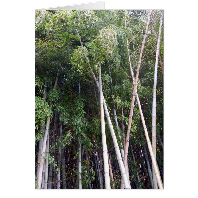 Danse Bambou (Devant)