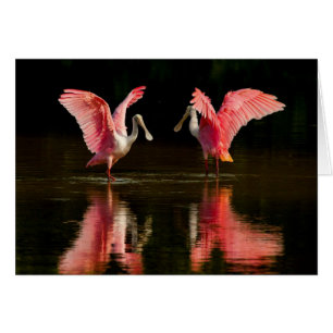 Danse d'accouplement Roseate Spoonbill
