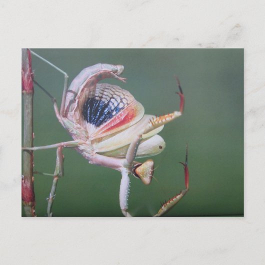 Danse de la carte postale de la mante religieuse (Devant)