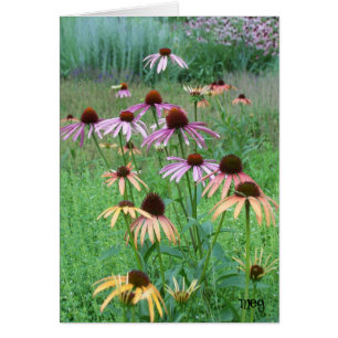 Danse des fleurs de cône