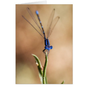 Danse du Damselfly