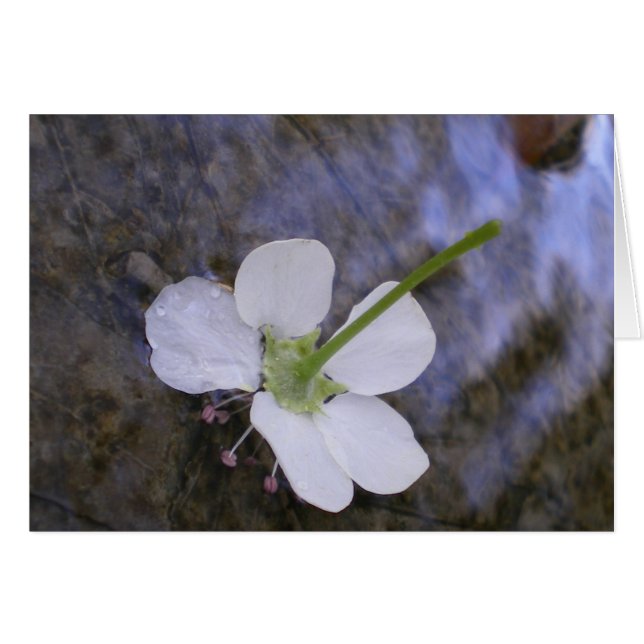 Danse sur l'eau (Devant horizontal)