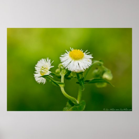 Dansend Daisy Fleabane Wildflower Poster (Voorkant)