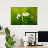 Dansend Daisy Fleabane Wildflower Poster (Thuiskantoor)