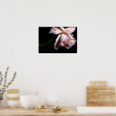 Dansend Roos 19x13 Poster (Keuken)