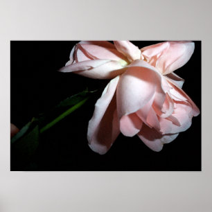 Dansend Roos 19x13 Poster