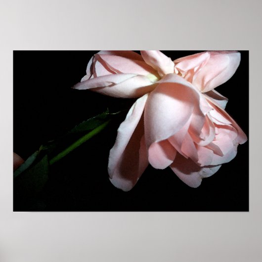 Dansend Roos 19x13 Poster (Voorkant)