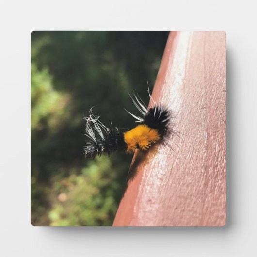 Dansende Caterpijler Fotoplaat (Voorkant)