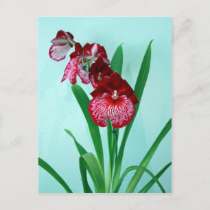 Dansende Dames Orchids Briefkaart