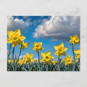 Dansende narcissen briefkaart