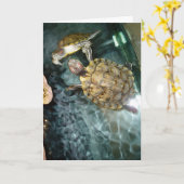 “Dansende schildpadden” verjaardagskaart Kaart (Gele Bloem)