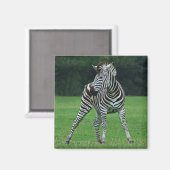 Danser aimant Zebra (Recto/Verso)