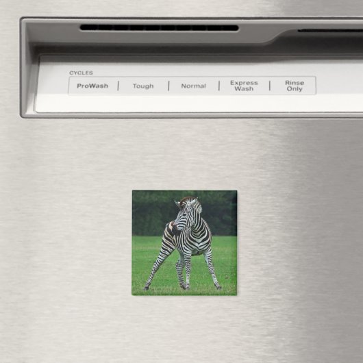 Danser aimant Zebra (In Situ (Lave-vaisselle))