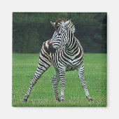 Danser aimant Zebra (Devant)