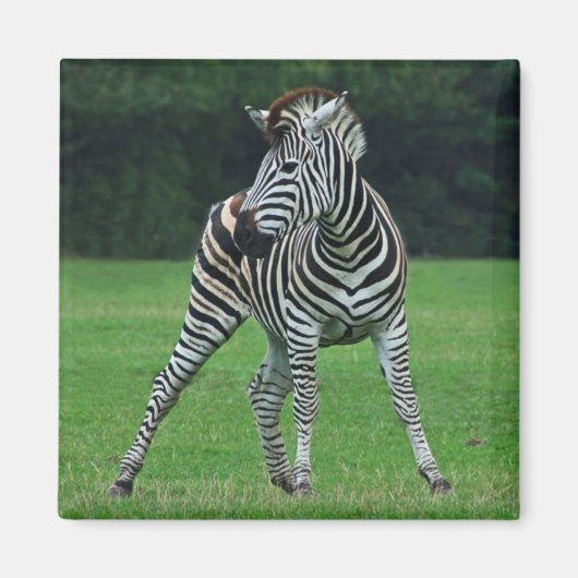Danser aimant Zebra (Devant)