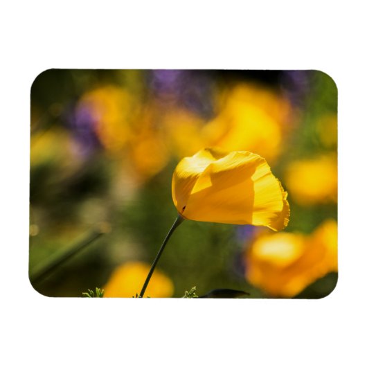 Danspoppies Magneet (Horizontaal)