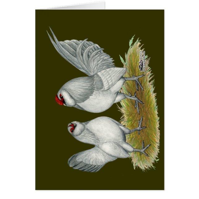 D'Anvers Self Blue Bantams (Devant)