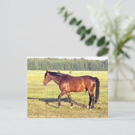 Dapped Bay Briefkaart (Staand voorkant)