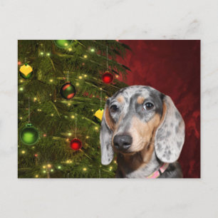Dapped Dachshund Kerstmis Feestdagenkaart