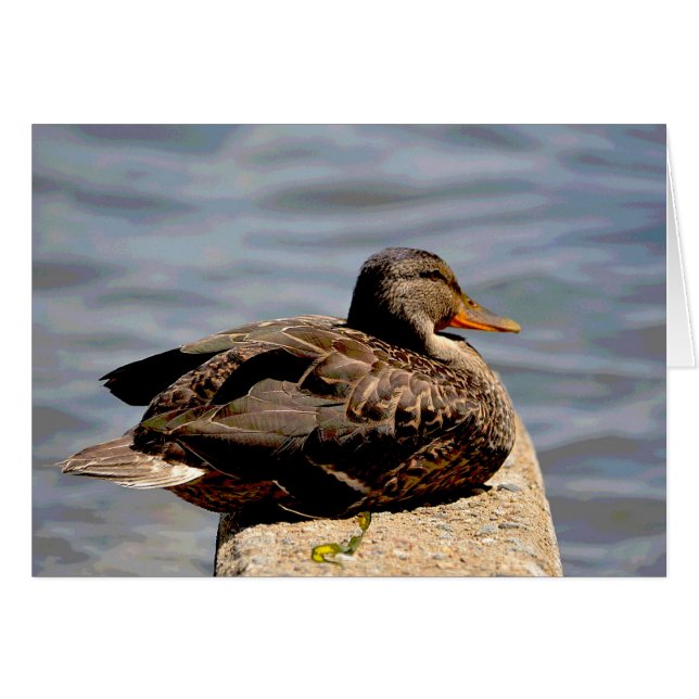 Dapper Duck (Voorkant Horizontaal)