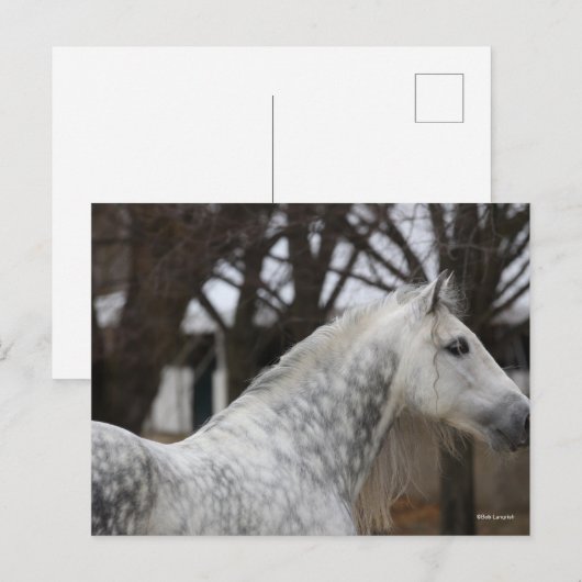 Dapple Gray Andalucian Stallion Headshot Briefkaart (Voorkant / Achterkant)