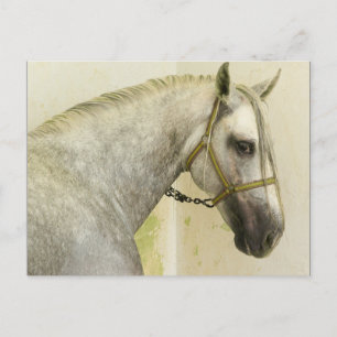 Dapple Gray Andalusië Horse Briefkaart