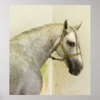 Dapple Gray Andalusië Horse