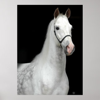Dapple Gray Horse Poster