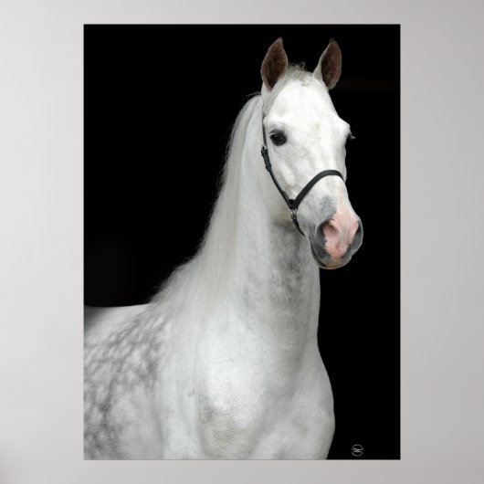 Dapple Gray Horse Poster (Voorkant)