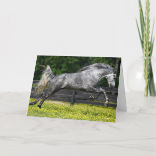Dapple Gray Rocky Mountain Horse Leaping Kaart