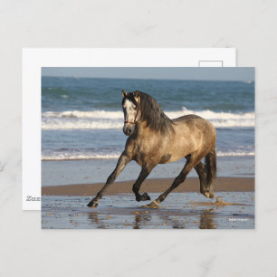 Dapple Grey Andalucian Stallion op strand Briefkaart