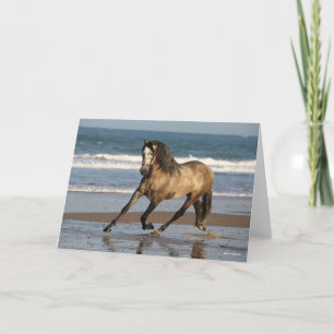 Dapple Grey Andalucian Stallion op strand Kaart
