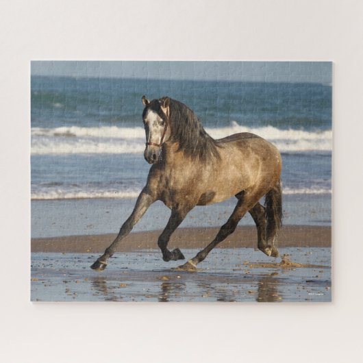 Dapple Grey Andalucian Stallion op strand Legpuzzel (Horizontaal)