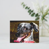 Dapple/Piebald Dachshund Briefkaart (Staand voorkant)