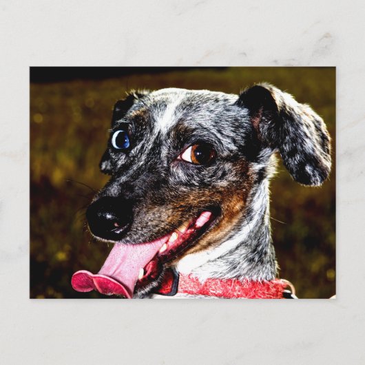 Dapple/Piebald Dachshund Briefkaart (Voorkant)
